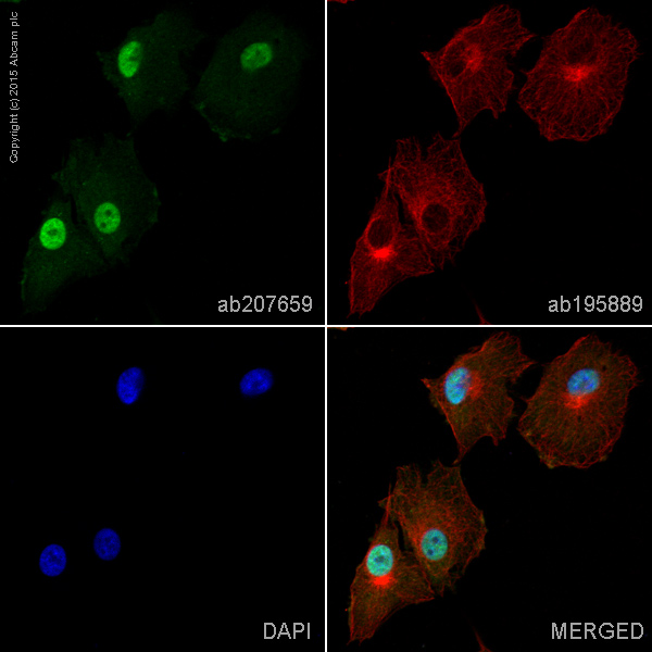 Immunocytochemistry/ Immunofluorescence - Alexa Fluor® 488 Anti-S100P antibody [EPR6142] (AB207659), expandable thumbnail