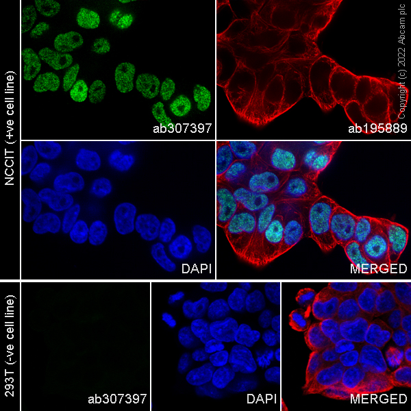 Immunocytochemistry/ Immunofluorescence - Alexa Fluor® 488 Anti-Sall4 antibody [SP289] (AB307397), expandable thumbnail