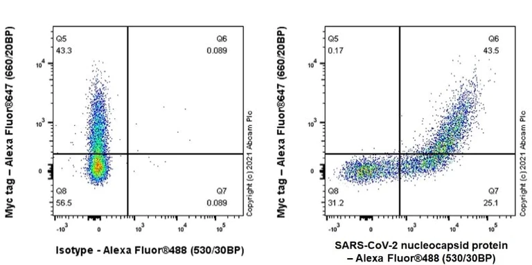Flow Cytometry (Intracellular) - Alexa Fluor® 488 Anti-SARS-CoV-2 nucleocapsid protein antibody [EPR24334-118] (AB283243)