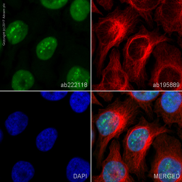 Immunocytochemistry/ Immunofluorescence - Alexa Fluor® 488 Anti-SC35 antibody [EPR12238] (AB222118), expandable thumbnail