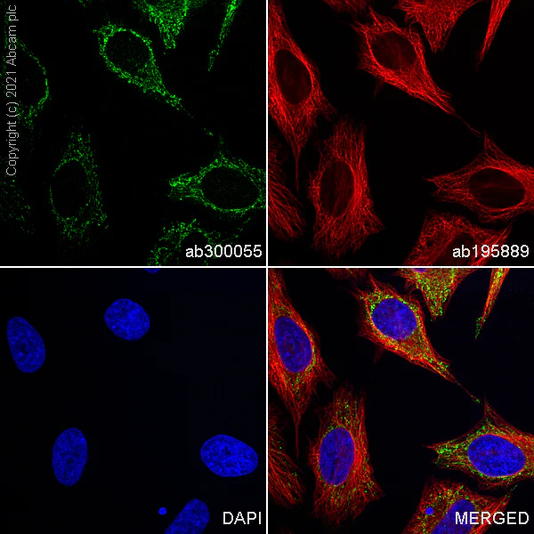 Immunocytochemistry/ Immunofluorescence - Alexa Fluor® 488 Anti-SCA2 antibody [EPR23630-49] (AB300055)