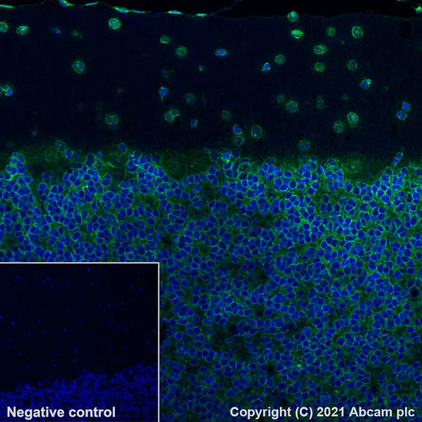 Immunohistochemistry (Formalin/PFA-fixed paraffin-embedded sections) - Alexa Fluor® 488 Anti-SCA2 antibody [EPR23630-49] (AB300055)