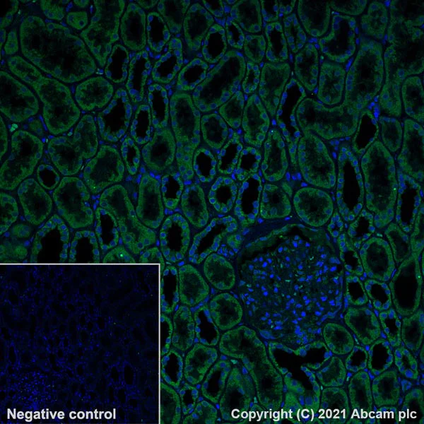 Immunohistochemistry (Formalin/PFA-fixed paraffin-embedded sections) - Alexa Fluor® 488 Anti-SCA2 antibody [EPR23630-49] (AB300055)