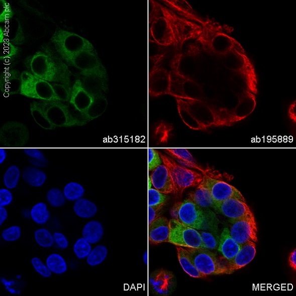 Immunocytochemistry/ Immunofluorescence - Alexa Fluor® 488 Anti-SCD1 antibody [EPR21963] (AB315182), expandable thumbnail
