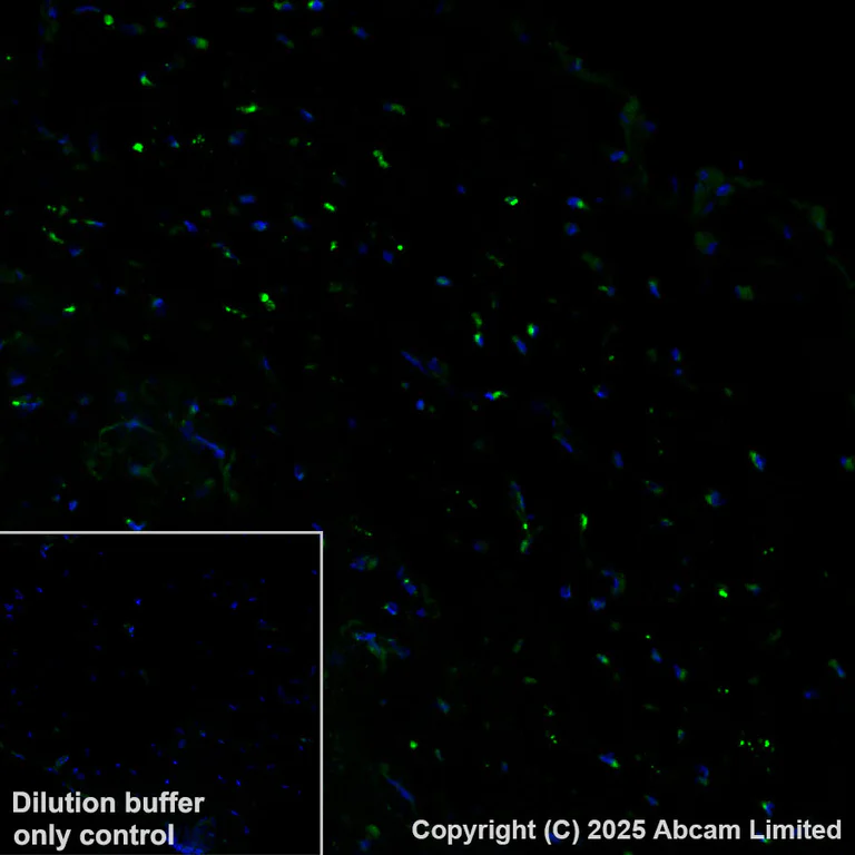 Immunohistochemistry (Formalin/PFA-fixed paraffin-embedded sections) - Alexa Fluor® 488 Anti-Sclerostin antibody [EPR28892-591] (AB325043)