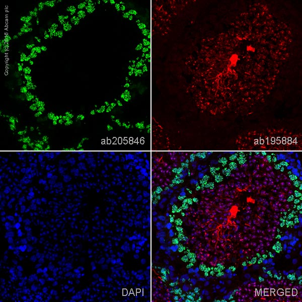 Immunohistochemistry (Frozen sections) - Alexa Fluor® 488 Anti-SCP3 antibody [Cor 10G11/7] (AB205846), expandable thumbnail