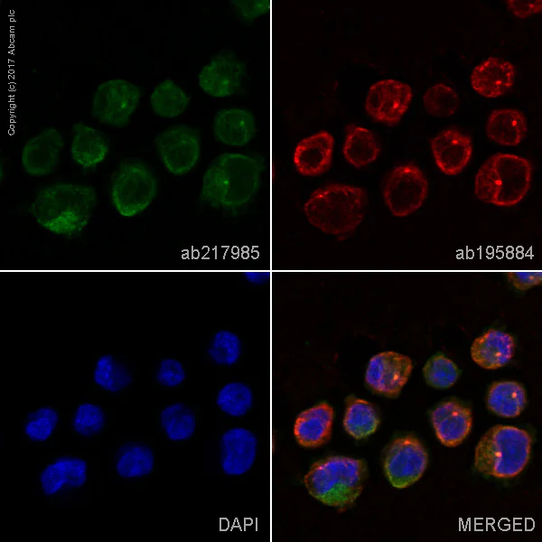 Immunocytochemistry/ Immunofluorescence - Alexa Fluor® 488 Anti-SDF1 antibody [EPR1216] (AB217985)