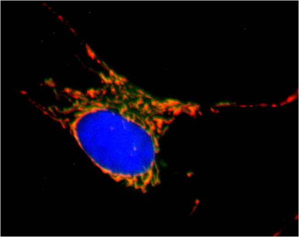 Immunocytochemistry/ Immunofluorescence - Alexa Fluor® 488 Anti-SDHA antibody [2E3GC12FB2AE2] (AB154473), expandable thumbnail