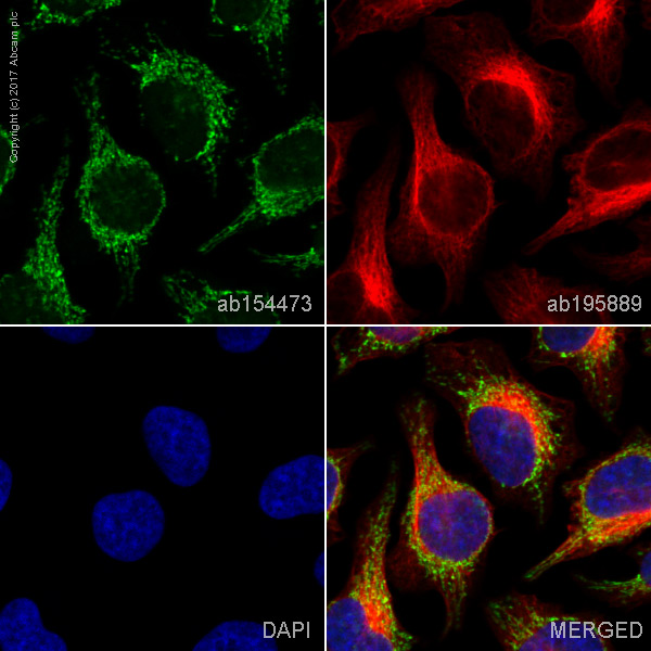 Immunocytochemistry/ Immunofluorescence - Alexa Fluor® 488 Anti-SDHA antibody [2E3GC12FB2AE2] (AB154473), expandable thumbnail