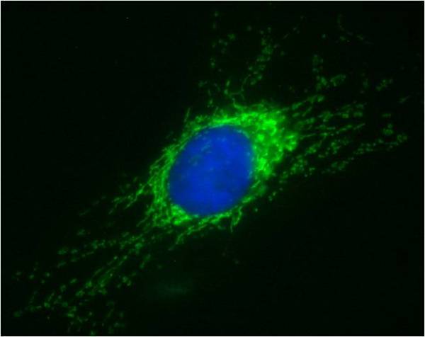 Immunocytochemistry/ Immunofluorescence - Alexa Fluor® 488 Anti-SDHA antibody [2E3GC12FB2AE2] (AB154473), expandable thumbnail