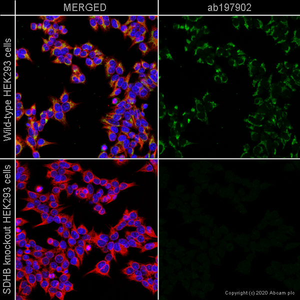 Immunocytochemistry/ Immunofluorescence - Alexa Fluor® 488 Anti-SDHB antibody [21A11AE7] (AB197902), expandable thumbnail