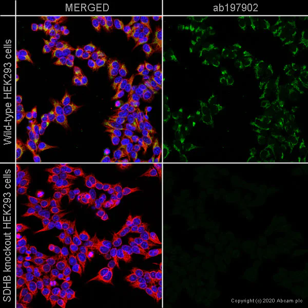 Immunocytochemistry/ Immunofluorescence - Alexa Fluor® 488 Anti-SDHB antibody [21A11AE7] (AB197902)