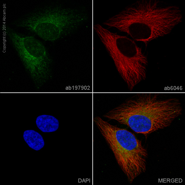 Immunocytochemistry/ Immunofluorescence - Alexa Fluor® 488 Anti-SDHB antibody [21A11AE7] (AB197902), expandable thumbnail