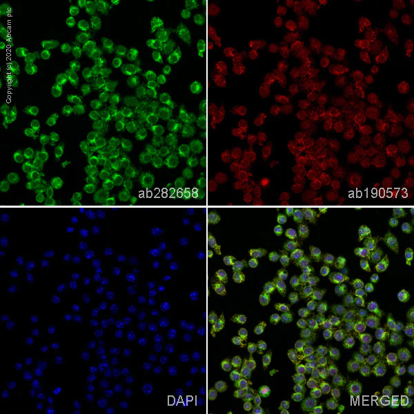 Immunocytochemistry/ Immunofluorescence - Alexa Fluor® 488 Anti-SEC23B antibody [EPR22723-24] (AB282658)