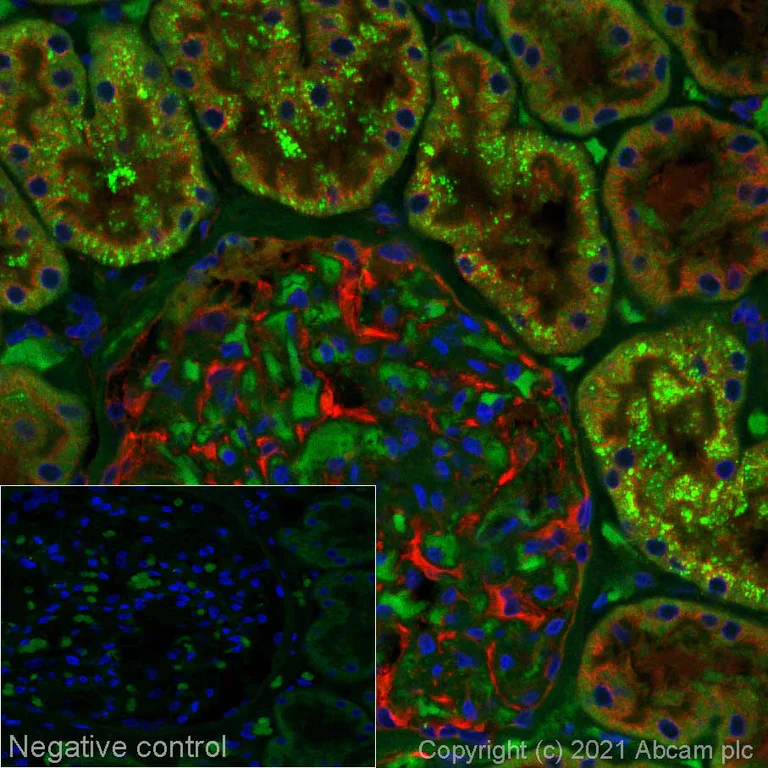 Immunohistochemistry (Formalin/PFA-fixed paraffin-embedded sections) - Alexa Fluor® 488 Anti-Serpin A5 antibody [EPR23337-112] (AB275185)