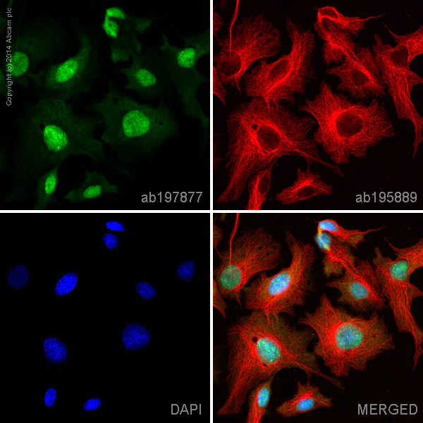 Immunocytochemistry/ Immunofluorescence - Alexa Fluor® 488 Anti-SF2 antibody [EPR8239] (AB197877)