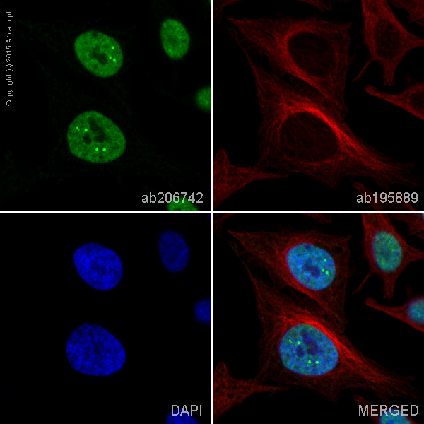 Immunocytochemistry/ Immunofluorescence - Alexa Fluor® 488 Anti-SFPQ antibody [EPR11847] (AB206742), expandable thumbnail