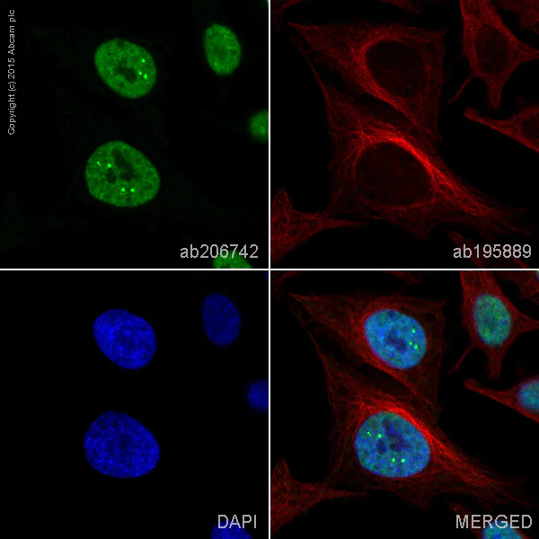 Immunocytochemistry/ Immunofluorescence - Alexa Fluor® 488 Anti-SFPQ antibody [EPR11847] (AB206742)