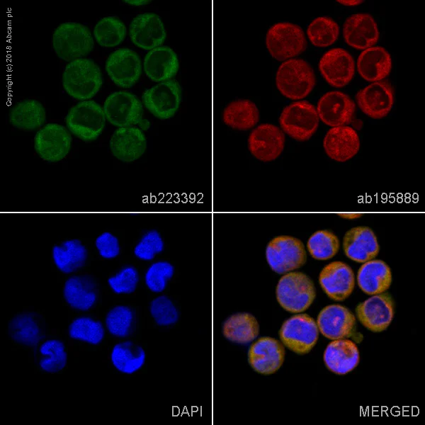 Immunocytochemistry/ Immunofluorescence - Alexa Fluor® 488 Anti-SHIP-1 antibody [EP378Y] (AB223392)