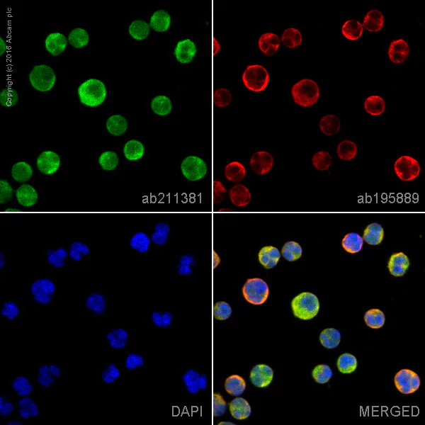 Immunocytochemistry/ Immunofluorescence - Alexa Fluor® 488 Anti-SHP1 antibody [EPR5519] (AB211381)