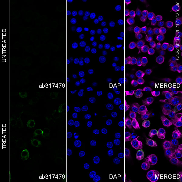 Immunocytochemistry/ Immunofluorescence - Alexa Fluor® 488 Anti-Sialoadhesin/CD169 antibody [EPR27102-11] (AB317479), expandable thumbnail
