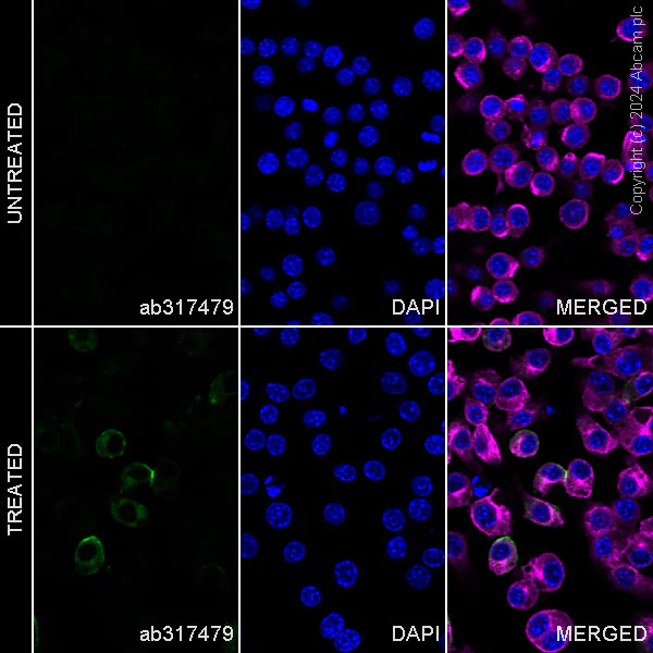 Immunocytochemistry/ Immunofluorescence - Alexa Fluor® 488 Anti-Sialoadhesin/CD169 antibody [EPR27102-11] (AB317479)