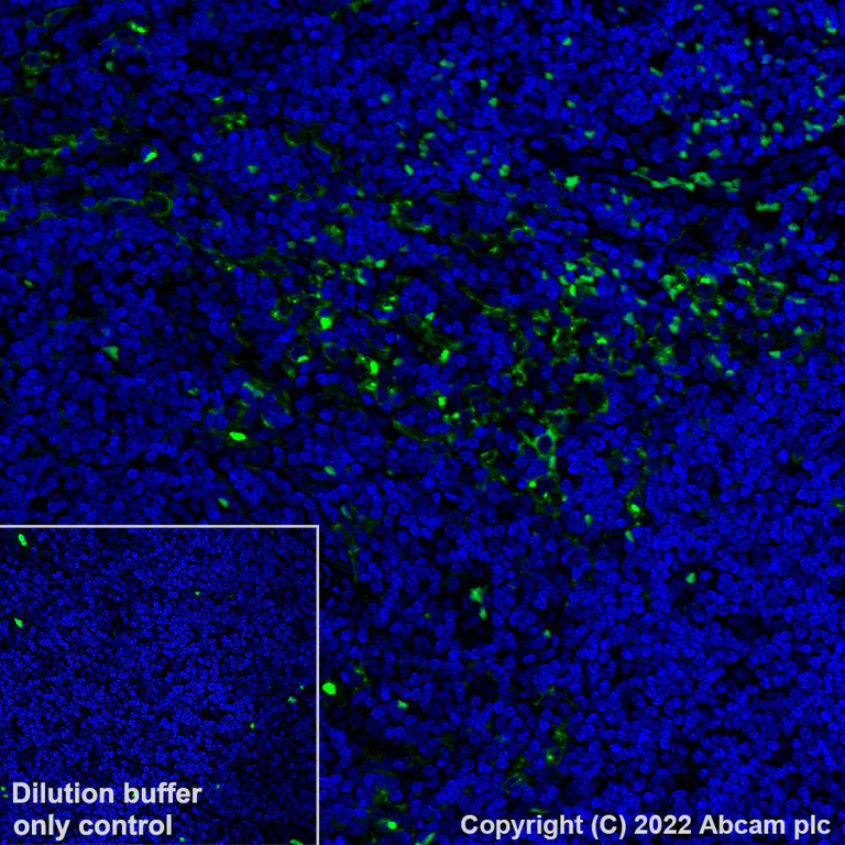 Immunohistochemistry (Formalin/PFA-fixed paraffin-embedded sections) - Alexa Fluor® 488 Anti-Sialoadhesin/CD169 antibody [SP216] (AB308426)