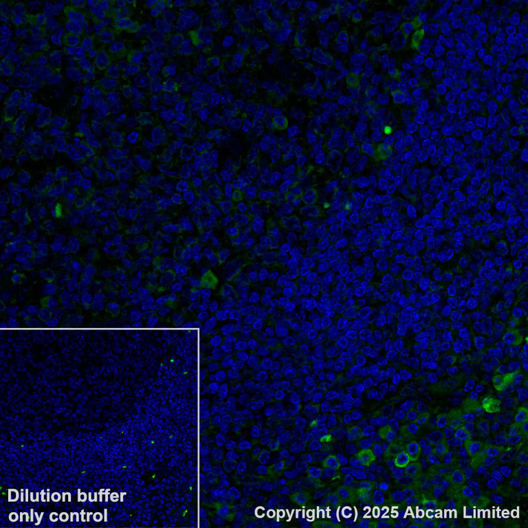 Immunohistochemistry (Formalin/PFA-fixed paraffin-embedded sections) - Alexa Fluor® 488 Anti-SIGLEC10 + SIGLEC11 antibody [EPR29036-83] (AB323761)