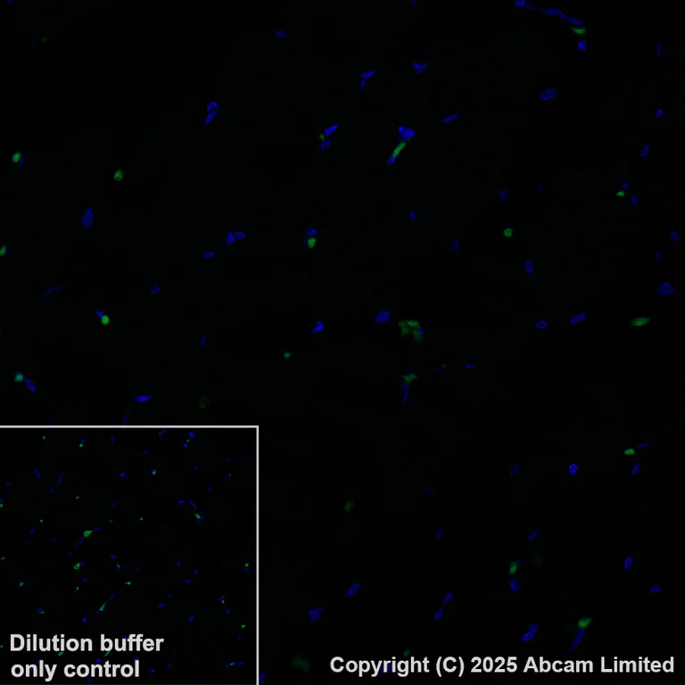 Immunohistochemistry (Formalin/PFA-fixed paraffin-embedded sections) - Alexa Fluor® 488 Anti-SIGLEC10 + SIGLEC11 antibody [EPR29036-83] (AB323761)