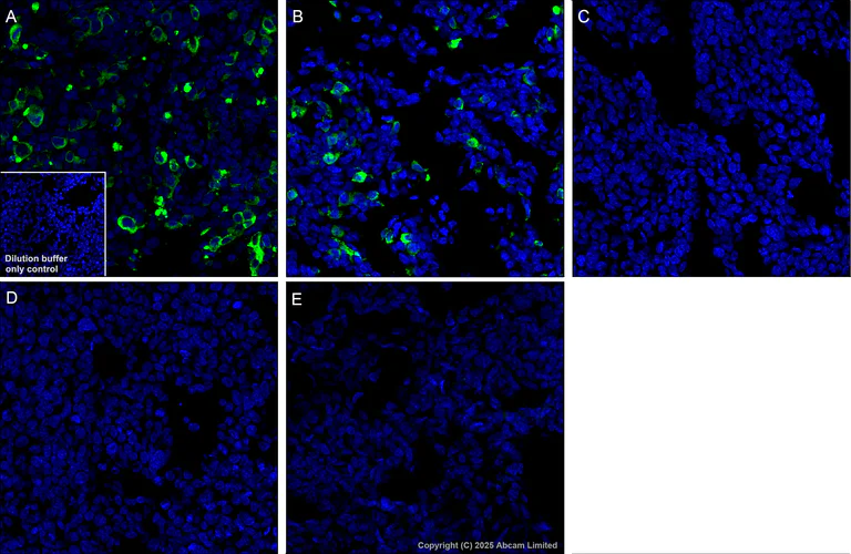 Immunohistochemistry (Formalin/PFA-fixed paraffin-embedded sections) - Alexa Fluor® 488 Anti-SIGLEC10 + SIGLEC11 antibody [EPR29036-83] (AB323761)