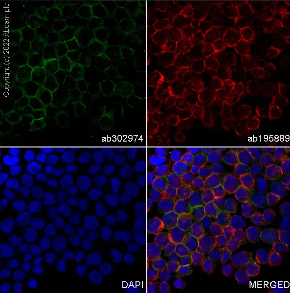 Immunocytochemistry/ Immunofluorescence - Alexa Fluor® 488 Anti-SIRP alpha antibody [EPR16264] (AB302974)