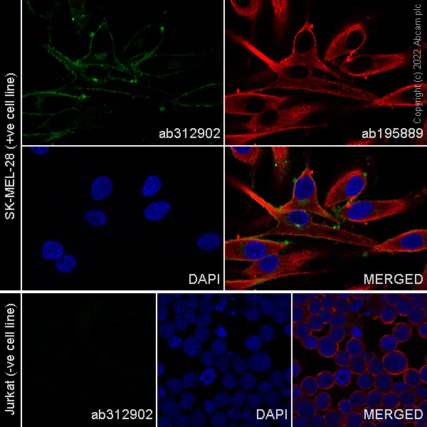 Immunocytochemistry/ Immunofluorescence - Alexa Fluor® 488 Anti-SIRP alpha antibody [EPR22930-163] (AB312902)