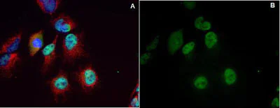 Immunocytochemistry/ Immunofluorescence - Alexa Fluor® 488 Anti-SIRT1 antibody [19A7AB4] - Nuclear Marker (AB157401)