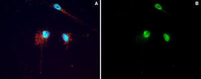 Immunocytochemistry/ Immunofluorescence - Alexa Fluor® 488 Anti-SIRT1 antibody [19A7AB4] - Nuclear Marker (AB157401)