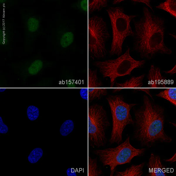 Immunocytochemistry/ Immunofluorescence - Alexa Fluor® 488 Anti-SIRT1 antibody [19A7AB4] - Nuclear Marker (AB157401)