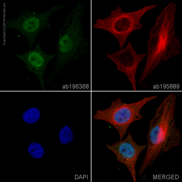Immunocytochemistry/ Immunofluorescence - Alexa Fluor® 488 Anti-SIRT1 antibody [E104] (AB196368)