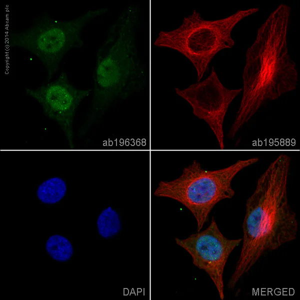 Immunocytochemistry/ Immunofluorescence - Alexa Fluor® 488 Anti-SIRT1 antibody [E104] (AB196368)