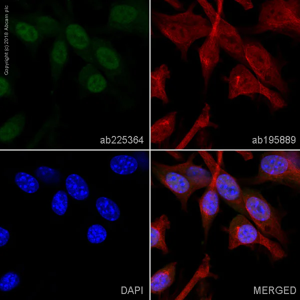 Immunocytochemistry/ Immunofluorescence - Alexa Fluor® 488 Anti-SIRT6 antibody [EPR18463] (AB225364)