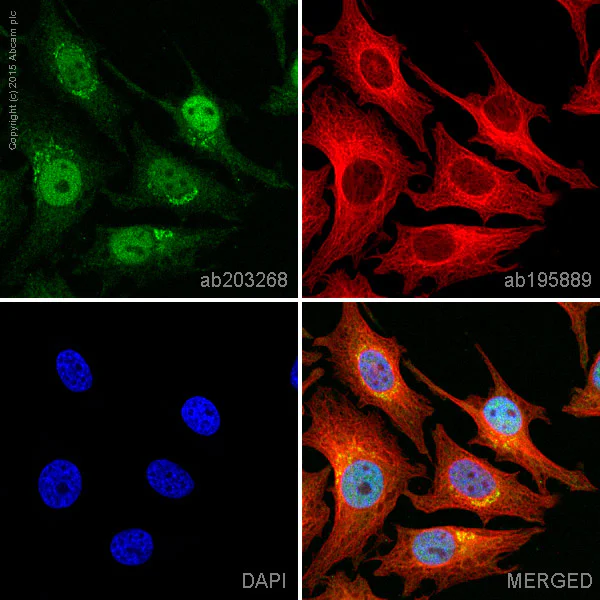 Immunocytochemistry/ Immunofluorescence - Alexa Fluor® 488 Anti-SKP2 antibody [EPR3305(2)] (AB203268)