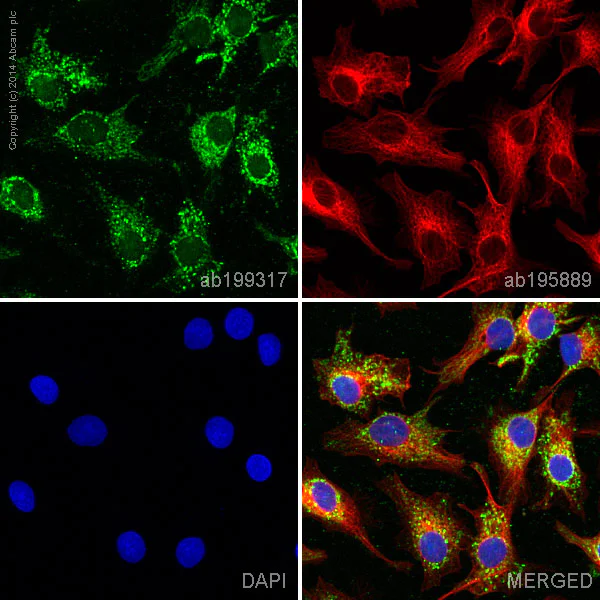 Immunocytochemistry/ Immunofluorescence - Alexa Fluor® 488 Anti-Smac/Diablo antibody [Y12] (AB199317)