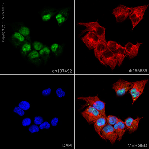 Immunocytochemistry/ Immunofluorescence - Alexa Fluor® 488 Anti-Smad1 antibody [EPR5522] (AB197492)