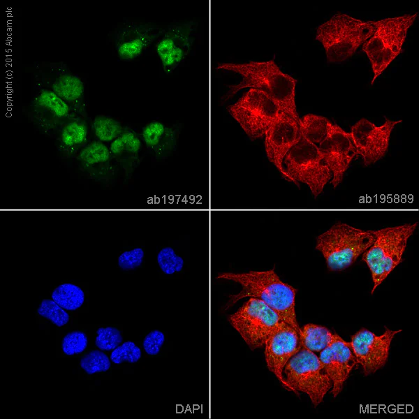 Immunocytochemistry/ Immunofluorescence - Alexa Fluor® 488 Anti-Smad1 antibody [EPR5522] (AB197492)