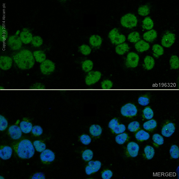 Immunocytochemistry/ Immunofluorescence - Alexa Fluor® 488 Anti-Smad2 antibody [EP567Y] (AB196320), expandable thumbnail