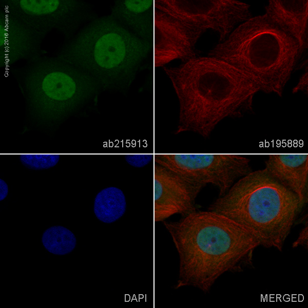 Immunocytochemistry/ Immunofluorescence - Alexa Fluor® 488 Anti-Smad2 antibody [EP784Y] (AB215913)