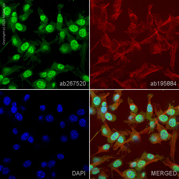 Immunocytochemistry/ Immunofluorescence - Alexa Fluor® 488 Anti-Smad4 antibody [SP306] - C-terminal (AB267520), expandable thumbnail