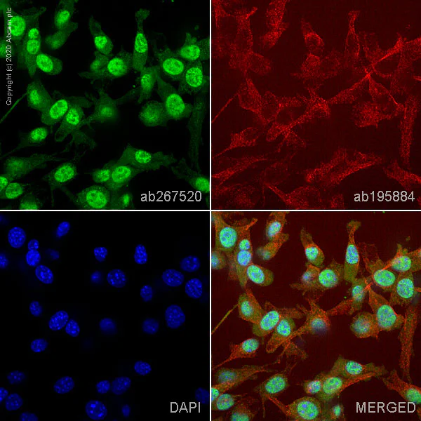 Immunocytochemistry/ Immunofluorescence - Alexa Fluor® 488 Anti-Smad4 antibody [SP306] - C-terminal (AB267520)