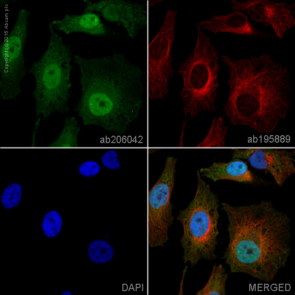 Immunocytochemistry/ Immunofluorescence - Alexa Fluor® 488 Anti-SMAD5 antibody [EP619Y] (AB206042)