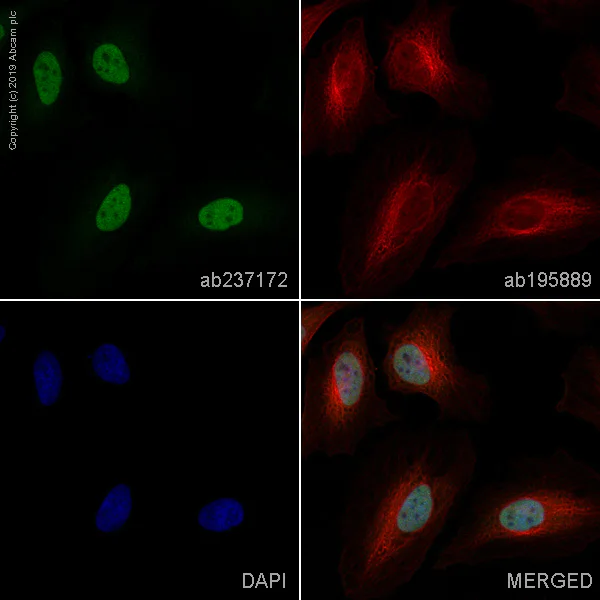 Immunocytochemistry - Alexa Fluor® 488 Anti-SMARCC1/BAF155 antibody [EPR12395] (AB237172)