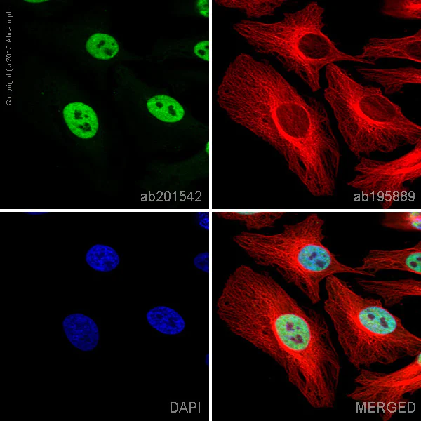Immunocytochemistry/ Immunofluorescence - Alexa Fluor® 488 Anti-SMC3 antibody [EPR7984] (AB201542)