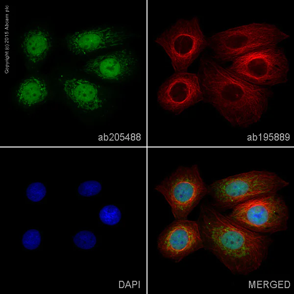 Immunocytochemistry/ Immunofluorescence - Alexa Fluor® 488 Anti-SMYD3 antibody [EPR11107(2)] (AB205488)